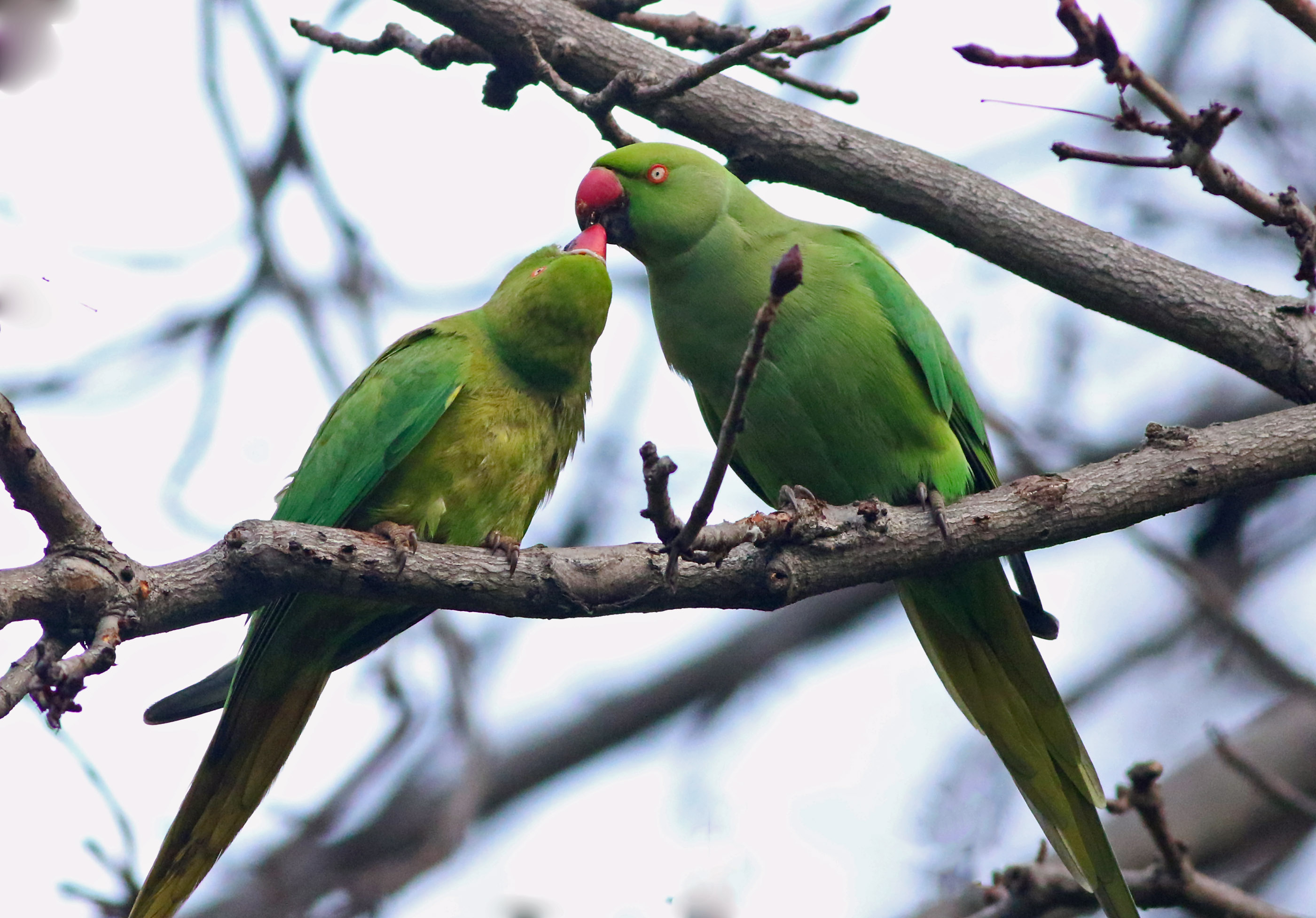 Rose-ringed Parakeet